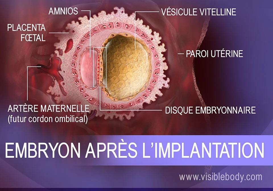 De l'ovule à l'embryon, puis au fœtus le processus de reproduction et — free download
